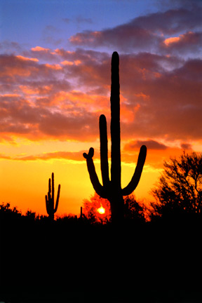 Pinnacle Property Management on Easily Search Tucson Condos For Sale  Tucson Condos For Rent And